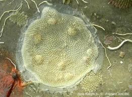 diplosolen_obelia-fa584