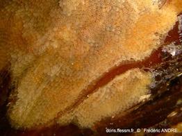 parasmittina_rouvillei-fa13c