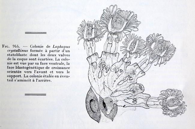 lophopus_crystallinus-fig.944-GrasseV5F2-1960