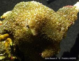 turbicellepora_coronopus-fa