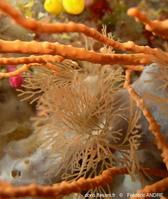 scrupocellaria_sp.-fa31b