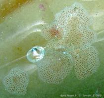 chorizopora_brongiartii-slb3138a
