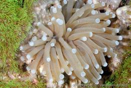 euphyllia_glabrescens-vl3