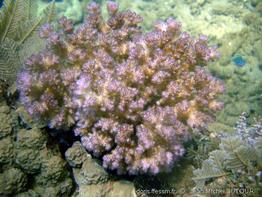 pocillopora_damicornis-jms4