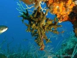 turbicellepora_avicularis-fag