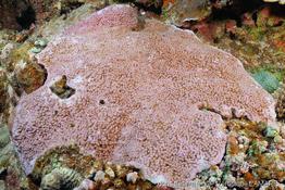 astreopora_myriophtalma-vl2