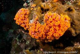 tubastraea_coccinea-vl5