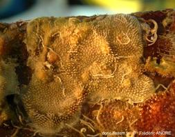 diplosolen_obelia-fa71