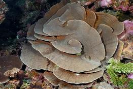 pachyseris_speciosa-vl1