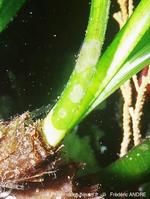 chorizopora_brongniartii-fapict1-7
