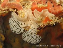 reteporellina_denticulata-fa070