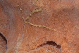 parazoanthus_catenularis_xestospongia_vm1