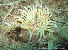 condylactis_aurantiaca-slb1