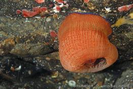 actinia_striata-vl1
