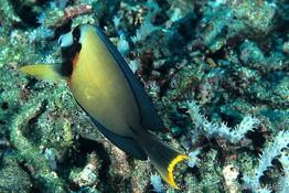 acanthurus_pyroferus-vl1