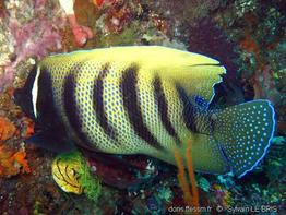 pomacanthus_sexstriatus-slb2