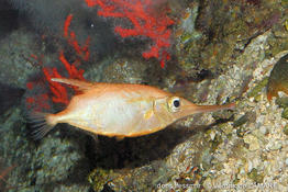 macroramphosus_scolopax_vl2