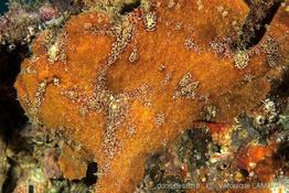 antennarius_commerson-vl2