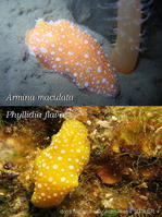 armina_maculata-aps91