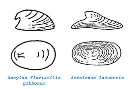 ancylus_fluviatilis-acroloxus_lacustris
