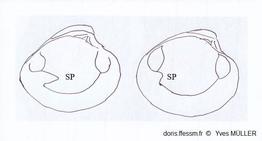 Comparaison_chamelea_striatula_vs_gallina_ym_02