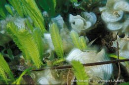 caulerpa_taxifolia-vl1