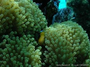 amphiprion_chrysopterus-lg3