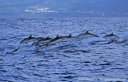 stenella_coeruleoalba-gs334