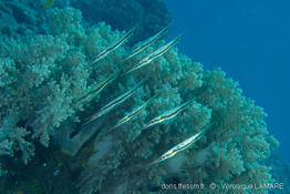 aeoliscus_strigatus_vela_2836