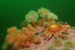 Gersemia_rubiformis0105