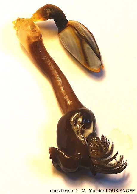 Conchoderma à deux oreilles