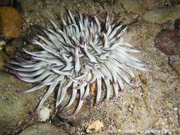 condylactis_aurantiaca-jr1