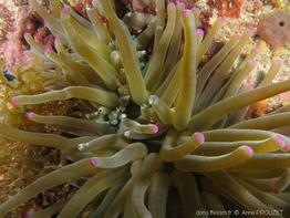 condylactis_gigantea_apr-08