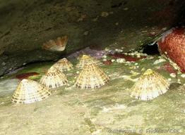 patella_rustica-2