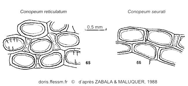 Conopeum_reticulatum-seurati-Zabala&Maluquer1988