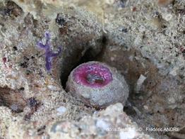 telmatactis_sp-fa009
