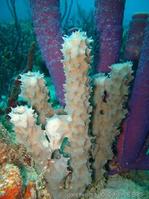 callyspongia_vaginalis-slb2