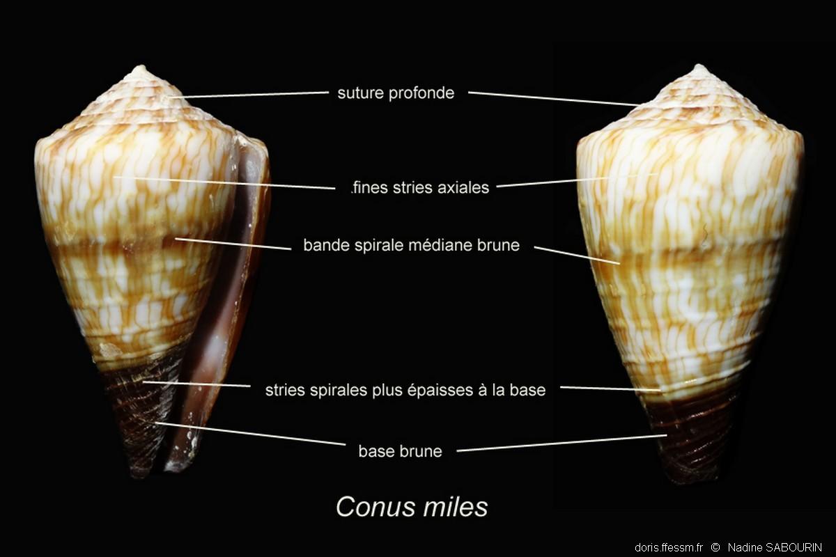 conus-miles_ns1
