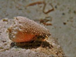 conus_arenatus-frth-01