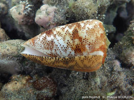 Conus_arenatus-phbo-img_01