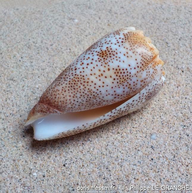 conus_arenatus-plg-img_597