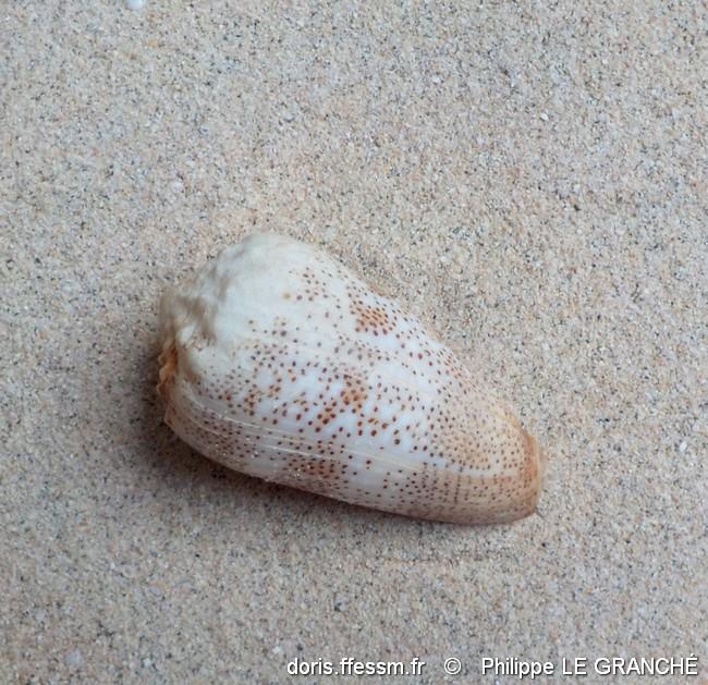 conus_arenatus-plg-img_603