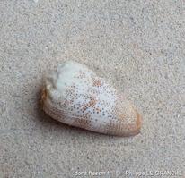 conus_arenatus-plg-img_603