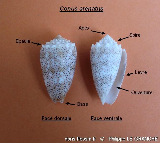 conus_arenatus-plg-img_9791