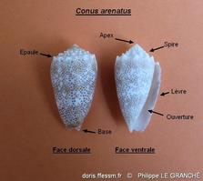 conus_arenatus-plg-img_9791