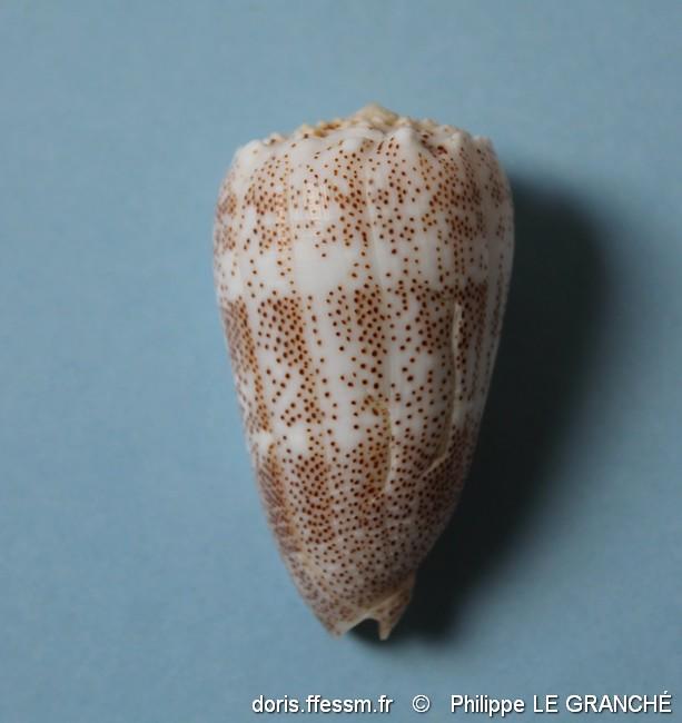 conus_arenatus-plg-img_9798