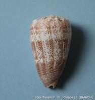 conus_arenatus-plg-img_9798