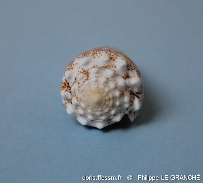 conus_arenatus-plg-img_9801 