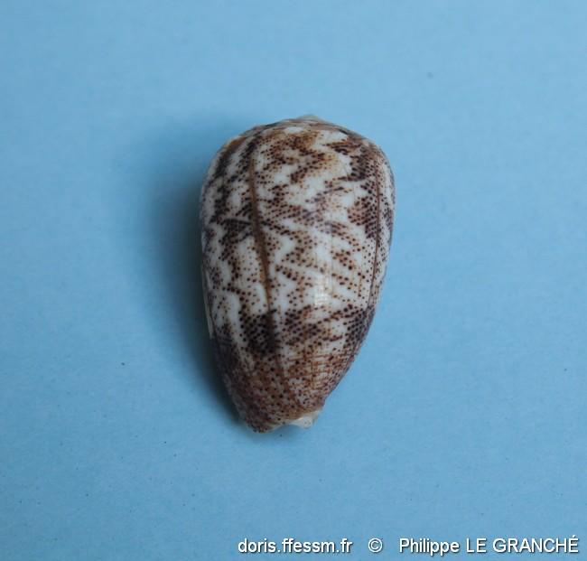 conus_arenatus-plg-img_9808