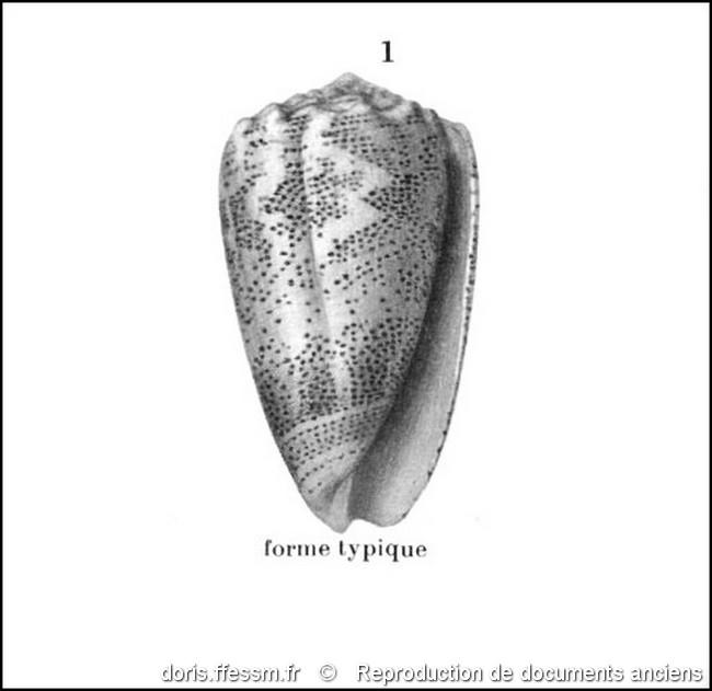 conus_arenatus-rda-img_557
